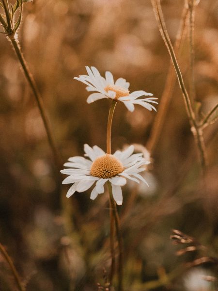 Babybauchshooting, Augsburg, Ulm, Schwangerschaftsfotos, Hebamme, Memmingen, Allgaeu, Unterallgaeu, Mindelheim, Krumbach, Babybauchbilder, Babybauch Fotoshooting, Schwangerschafts Fotoshooting, Maternity, Maternityshooting, Liebevolle Bilder, Schwangerschaftsbilder, Schwangerschaftskleid, Shooting Baby, Newbornshooting, Babybilder, Babyfotoshooting, Gutschein zur Geburt, Babygalerie, Schwangerschaft, schwanger, Boho Fotoshooting, Boho Babybauchbilder, Babybauchbilder mit Familie, Babybauchbilder mit Partner, Babybauchbilder mit Geschwistern, Babybauchkleid, Geschenkidee Babybauchsooting, Babyparty, Gutschein Fotoshooting, Gutschein Fotoshooting Bayern, Baby Bilder, natürliche Babybauchbilder, Weihnachtsgeschenk, exklusive Fotografie, Blumenkranz, Fotoshooting im Sonnenuntergang, Buchloe, Günzburg, Kaufbeuren, Familienshooting, Familienfotoshooting, Geschenk Babyparty, Geschenk Geburt, Geschenk Weihnachten, hochwertig, exklusiv, Boho Shooting, Thanhausen, Neugeborenenbilder, Neugeborenenfotoshooting
